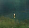 goose swimming in vague environment