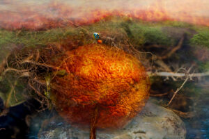 small figure of a woman atop an immense orange and roots against a backdrop of green and red.